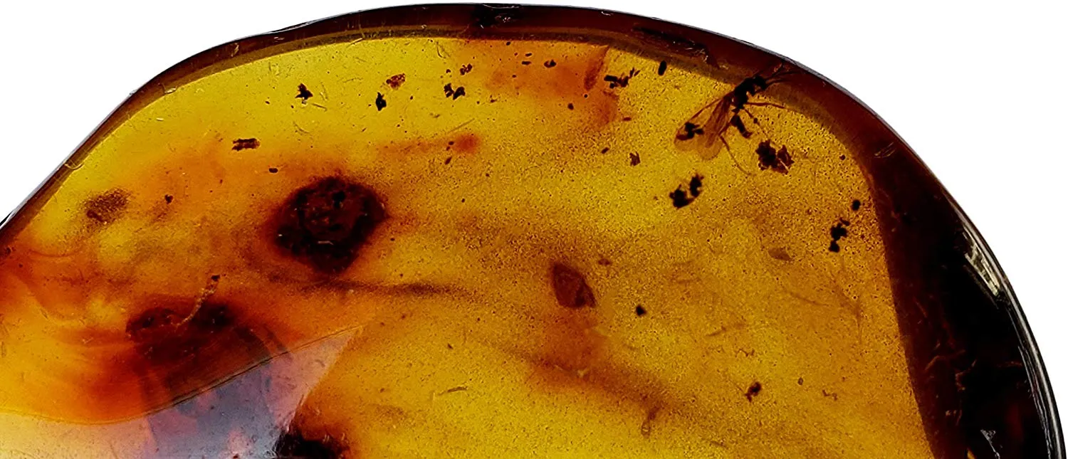 Amber Genuine Fossil Specimen - Multiple Insect Inclusions - Museum Grade, A-Grade - Great Collectible (38mm x 20mm)