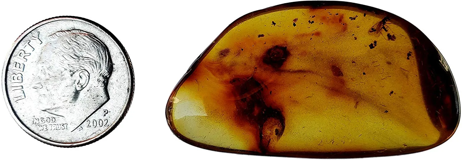 Amber Genuine Fossil Specimen - Multiple Insect Inclusions - Museum Grade, A-Grade - Great Collectible (38mm x 20mm)