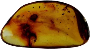 Amber Genuine Fossil Specimen - Multiple Insect Inclusions - Museum Grade, A-Grade - Great Collectible (38mm x 20mm)